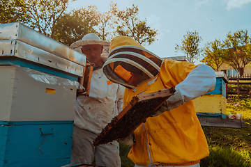 Image showing Beekeepers checking honey on the beehive frame in the field. Small business owners on apiary. Natural healthy food produceris working with bees and beehives on the apiary.