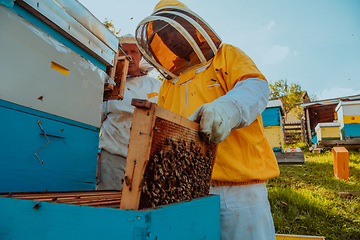 Image showing Beekeepers checking honey on the beehive frame in the field. Small business owners on apiary. Natural healthy food produceris working with bees and beehives on the apiary.