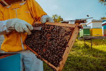 Image showing Beekeeper checking honey on the beehive frame in the field. Small business owner on apiary. Natural healthy food produceris working with bees and beehives on the apiary.