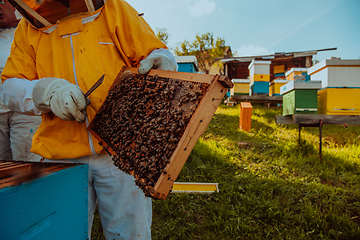 Image showing Beekeeper checking honey on the beehive frame in the field. Small business owner on apiary. Natural healthy food produceris working with bees and beehives on the apiary.