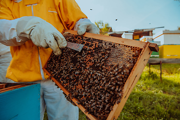 Image showing Beekeeper checking honey on the beehive frame in the field. Small business owner on apiary. Natural healthy food produceris working with bees and beehives on the apiary.