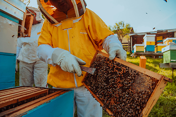 Image showing Beekeeper checking honey on the beehive frame in the field. Small business owner on apiary. Natural healthy food produceris working with bees and beehives on the apiary.