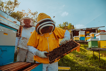 Image showing Beekeepers check the honey on the hive frame in the field. Beekeepers check honey quality and honey parasites. A beekeeper works with bees and beehives in an apiary.