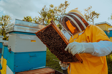 Image showing Beekeeper checking honey on the beehive frame in the field. Small business owner on apiary. Natural healthy food produceris working with bees and beehives on the apiary.