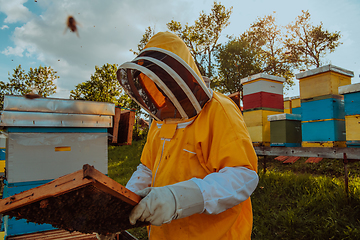 Image showing Beekeeper checking honey on the beehive frame in the field. Small business owner on apiary. Natural healthy food produceris working with bees and beehives on the apiary.