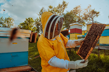 Image showing Beekeeper checking honey on the beehive frame in the field. Small business owner on apiary. Natural healthy food produceris working with bees and beehives on the apiary.