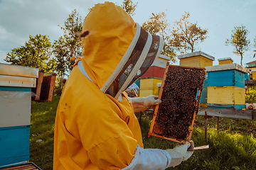 Image showing Beekeeper checking honey on the beehive frame in the field. Small business owner on apiary. Natural healthy food produceris working with bees and beehives on the apiary.