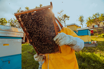 Image showing Beekeeper checking honey on the beehive frame in the field. Small business owner on apiary. Natural healthy food produceris working with bees and beehives on the apiary.