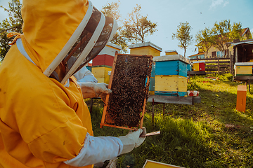 Image showing Beekeeper checking honey on the beehive frame in the field. Small business owner on apiary. Natural healthy food produceris working with bees and beehives on the apiary.