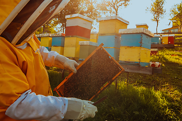 Image showing Beekeeper checking honey on the beehive frame in the field. Small business owner on apiary. Natural healthy food produceris working with bees and beehives on the apiary.