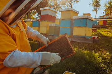 Image showing Beekeeper checking honey on the beehive frame in the field. Small business owner on apiary. Natural healthy food produceris working with bees and beehives on the apiary.