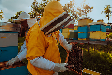 Image showing Beekeepers checking honey on the beehive frame in the field. Small business owners on apiary. Natural healthy food produceris working with bees and beehives on the apiary.