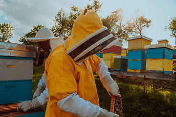 Image showing Beekeepers checking honey on the beehive frame in the field. Small business owners on apiary. Natural healthy food produceris working with bees and beehives on the apiary.