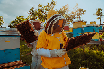 Image showing Beekeepers checking honey on the beehive frame in the field. Small business owners on apiary. Natural healthy food produceris working with bees and beehives on the apiary.