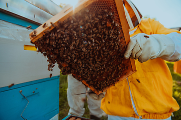 Image showing Beekeeper checking honey on the beehive frame in the field. Beekeeper on apiary. Beekeeper is working with bees and beehives on the apiary.