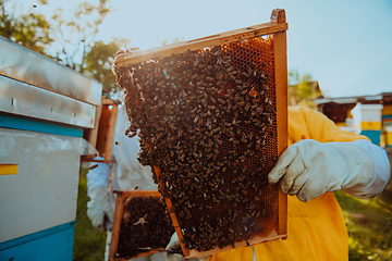 Image showing Beekeepers checking honey on the beehive frame in the field. Small business owners on apiary. Natural healthy food produceris working with bees and beehives on the apiary.