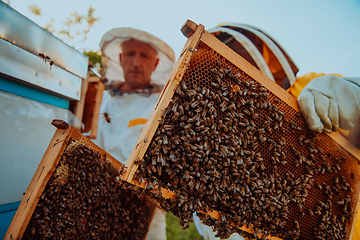 Image showing Beekeepers checking honey on the beehive frame in the field. Small business owners on apiary. Natural healthy food produceris working with bees and beehives on the apiary.