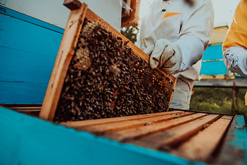 Image showing Beekeepers checking honey on the beehive frame in the field. Small business owners on apiary. Natural healthy food produceris working with bees and beehives on the apiary.