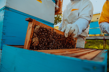 Image showing Beekeepers checking honey on the beehive frame in the field. Small business owners on apiary. Natural healthy food produceris working with bees and beehives on the apiary.