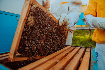 Image showing Beekeepers checking honey on the beehive frame in the field. Small business owners on apiary. Natural healthy food produceris working with bees and beehives on the apiary.