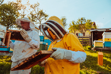 Image showing Beekeepers checking honey on the beehive frame in the field. Small business owners on apiary. Natural healthy food produceris working with bees and beehives on the apiary.