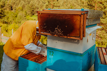 Image showing Beekeeper checking honey on the beehive frame in the field. Beekeeper on apiary. Beekeeper is working with bees and beehives on the apiary.