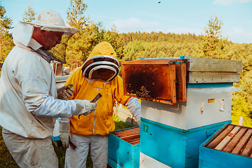 Image showing Beekeepers checking honey on the beehive frame in the field. Small business owners on apiary. Natural healthy food produceris working with bees and beehives on the apiary.