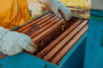 Image showing The beekeeper checks the queens for the honeycomb. Beekeepers check honey quality and honey parasites. A beekeeper works with bees and beehives in an apiary.