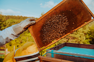 Image showing Beekeeper checking honey on the beehive frame in the field. Beekeeper on apiary. Beekeeper is working with bees and beehives on the apiary.