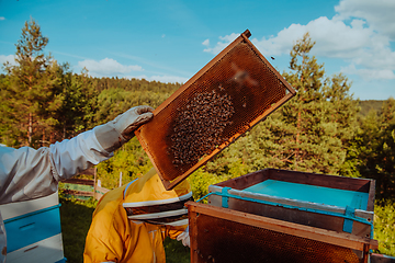 Image showing Beekeepers checking honey on the beehive frame in the field. Small business owners on apiary. Natural healthy food produceris working with bees and beehives on the apiary.