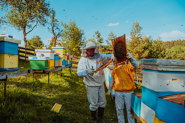 Image showing Beekeepers checking honey on the beehive frame in the field. Small business owners on apiary. Natural healthy food produceris working with bees and beehives on the apiary.