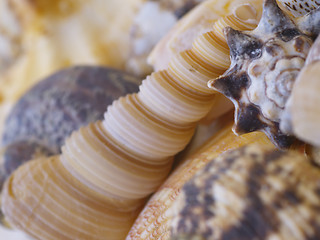 Image showing Snail shells