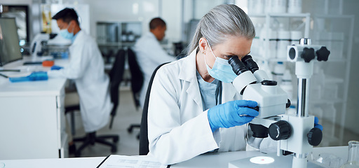 Image showing Senior woman, research and lab microscope for info and work for medical analysis. Scientist, investigation and laboratory expert with covid and healthcare report for virus monitoring and data