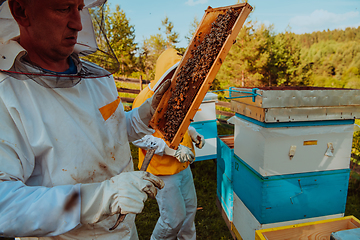 Image showing Beekeepers checking honey on the beehive frame in the field. Small business owners on apiary. Natural healthy food produceris working with bees and beehives on the apiary.