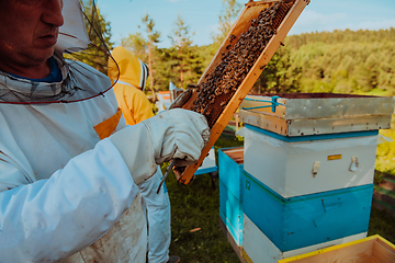 Image showing Beekeeper checking honey on the beehive frame in the field. Small business owner on apiary. Natural healthy food produceris working with bees and beehives on the apiary.