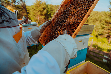 Image showing Beekeeper checking honey on the beehive frame in the field. Small business owner on apiary. Natural healthy food produceris working with bees and beehives on the apiary.