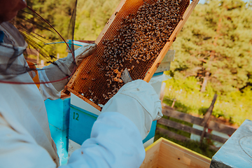 Image showing Beekeeper checking honey on the beehive frame in the field. Small business owner on apiary. Natural healthy food produceris working with bees and beehives on the apiary.