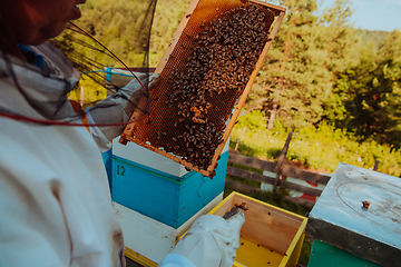 Image showing Beekeeper checking honey on the beehive frame in the field. Small business owner on apiary. Natural healthy food produceris working with bees and beehives on the apiary.