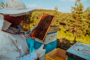 Image showing Beekeeper checking honey on the beehive frame in the field. Small business owner on apiary. Natural healthy food produceris working with bees and beehives on the apiary.