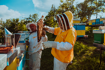 Image showing Beekeepers checking honey on the beehive frame in the field. Small business owners on apiary. Natural healthy food produceris working with bees and beehives on the apiary.