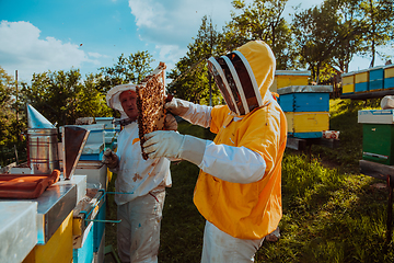 Image showing Beekeepers checking honey on the beehive frame in the field. Small business owners on apiary. Natural healthy food produceris working with bees and beehives on the apiary.