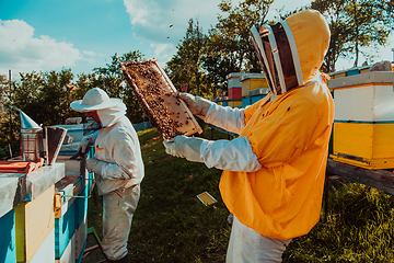 Image showing Beekeepers checking honey on the beehive frame in the field. Small business owners on apiary. Natural healthy food produceris working with bees and beehives on the apiary.