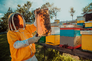 Image showing Wide shot of a beekeeper holding the beehive frame filled with honey against the sunlight in the field full of flowers