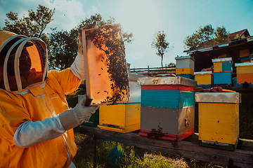 Image showing Wide shot of a beekeeper holding the beehive frame filled with honey against the sunlight in the field full of flowers