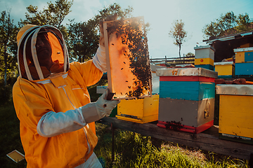 Image showing Wide shot of a beekeeper holding the beehive frame filled with honey against the sunlight in the field full of flowers