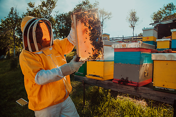 Image showing Wide shot of a beekeeper holding the beehive frame filled with honey against the sunlight in the field full of flowers