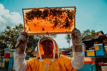 Image showing Wide shot of a beekeeper holding the beehive frame filled with honey against the sunlight in the field full of flowers