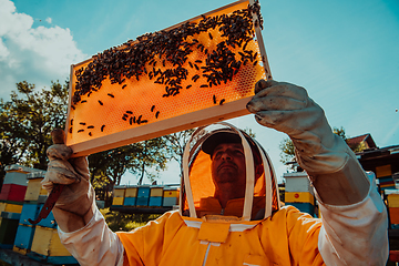 Image showing Wide shot of a beekeeper holding the beehive frame filled with honey against the sunlight in the field full of flowers