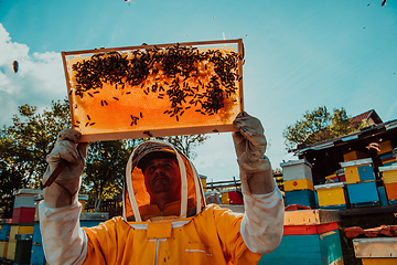 Image showing Wide shot of a beekeeper holding the beehive frame filled with honey against the sunlight in the field full of flowers