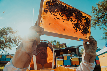 Image showing Wide shot of a beekeeper holding the beehive frame filled with honey against the sunlight in the field full of flowers